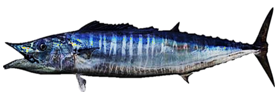 Wahoo fish